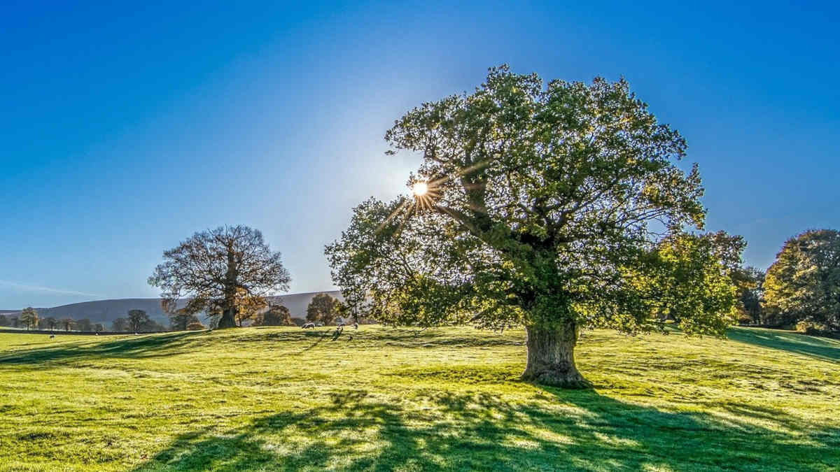 Ein Baum auf einer Wiese