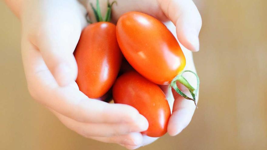 KInderhände halten Tomaten
