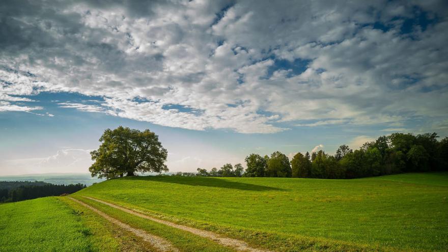 Eine Wiese, Wolken und ein Baum