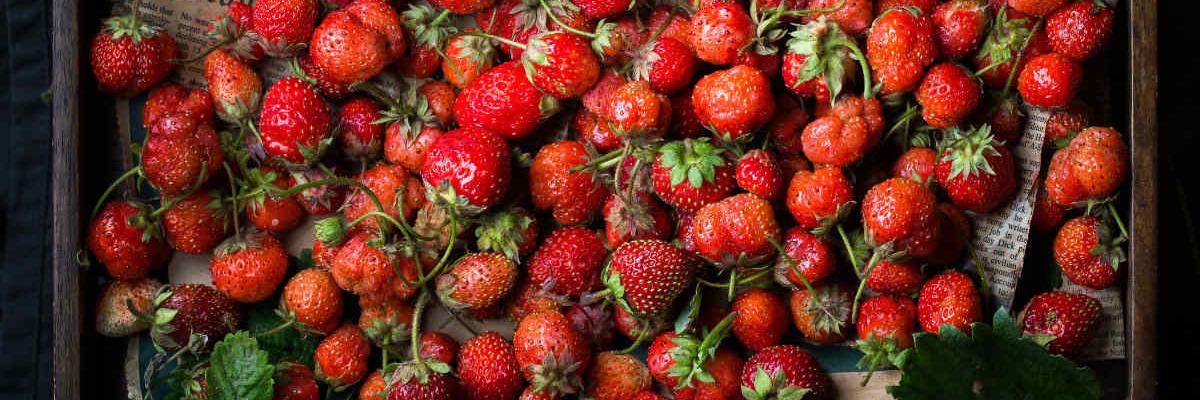 Erdbeeren in einer Erntekiste