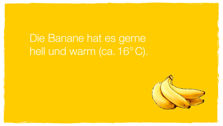 Die Banane hat es gerne hell und warm.